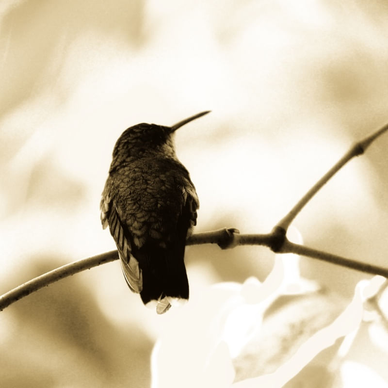 OLHANDO O BEIJA-FLOR_00