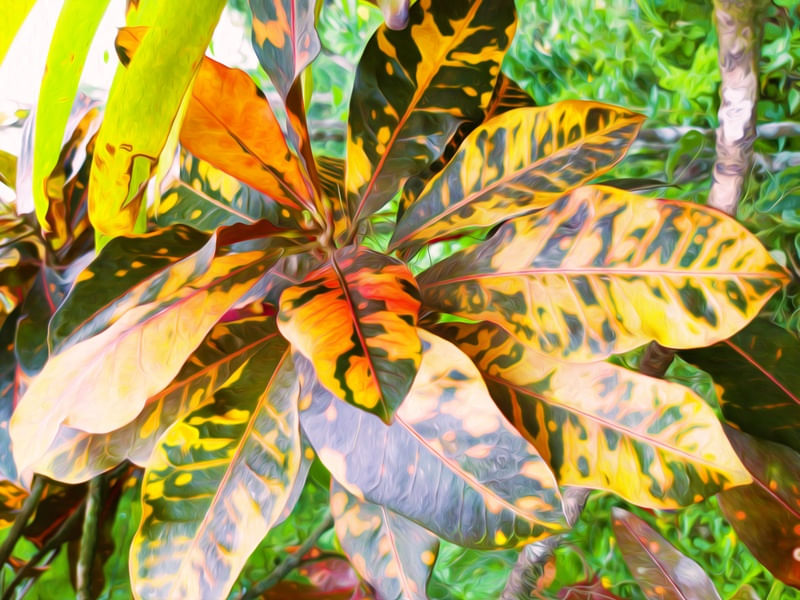 NATUREZA E ARTE IV