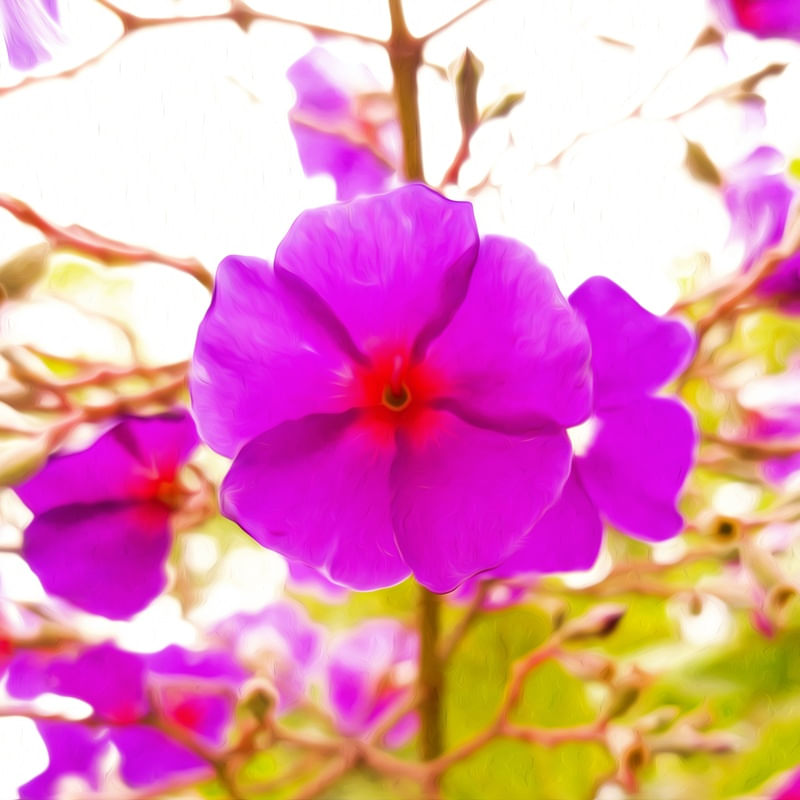 NATUREZA E ARTE V
