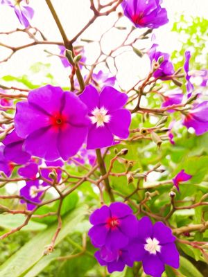 NATUREZA E ARTE VIII