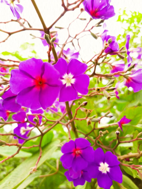 NATUREZA E ARTE VIII