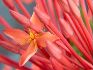 FLOR VERMELHA - MACRO