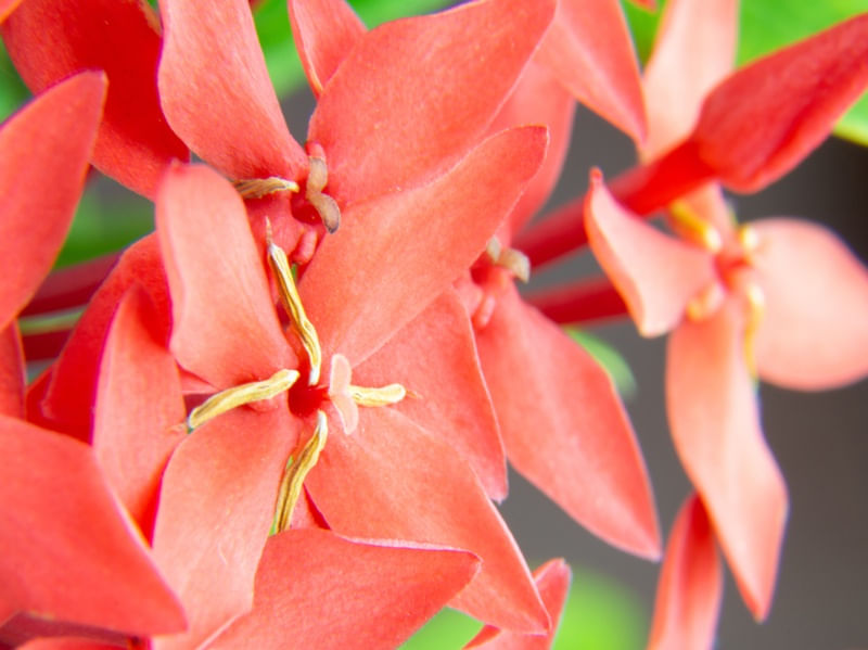 MACRO - FLOR VERMELHA