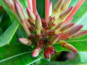 FLORA - FLOR MACRO