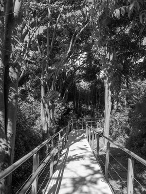 CAMINHOS EM NORONHA NIGRI