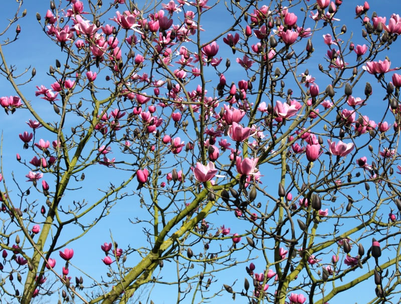 FLORAL DE INVERNO