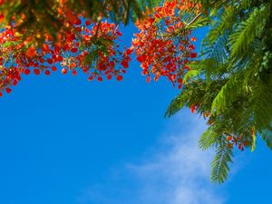 FOLHAS E CÉU