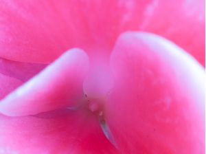 FLOR ROSA MACRO