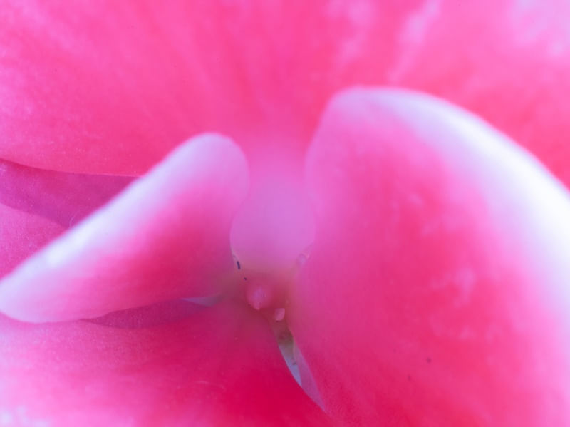 FLOR ROSA MACRO