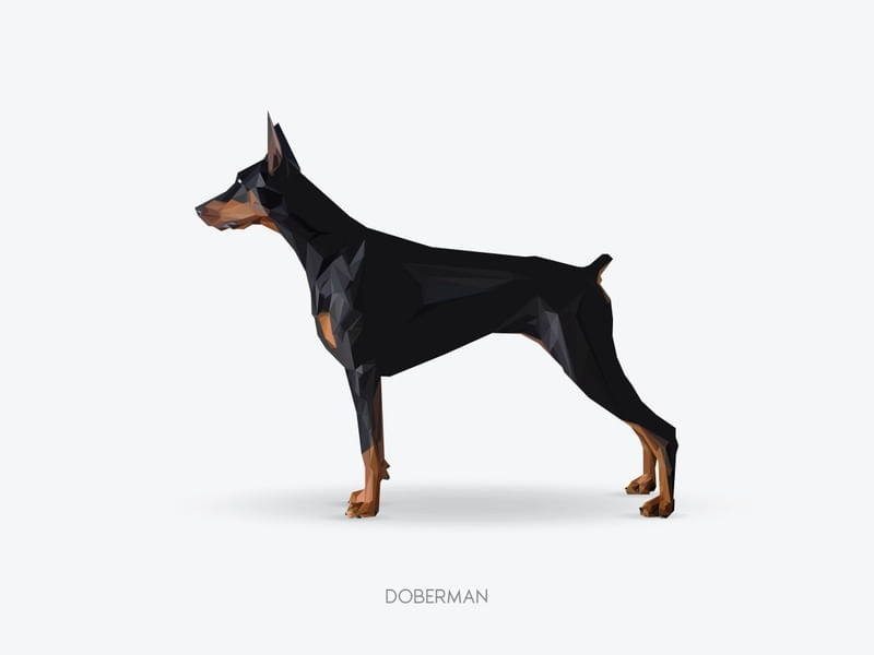 DOBERMAN - POLIGONAL