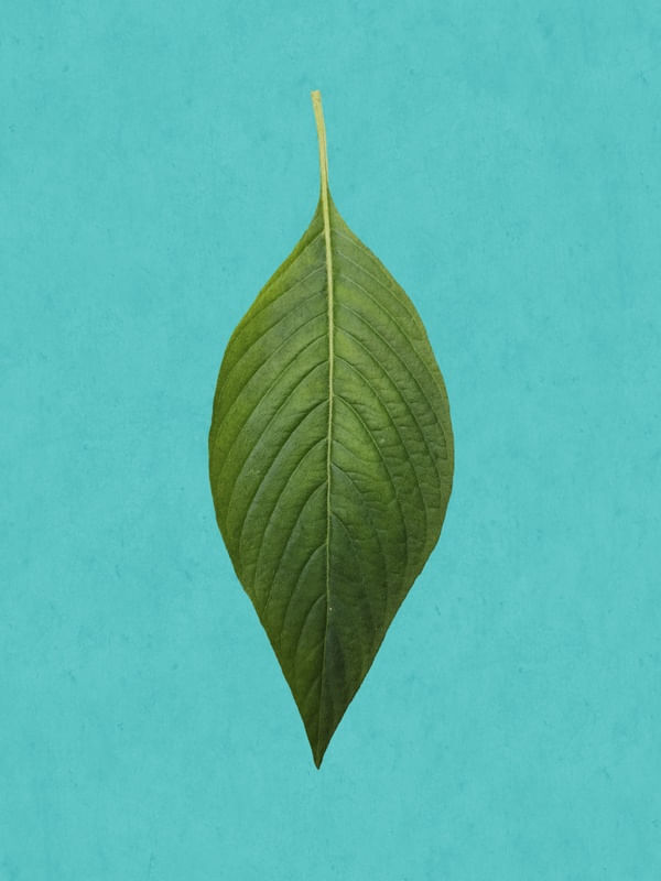 FOLHA VERDE VIVA AZUL