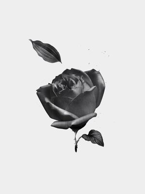 LA ROSA NEGRA