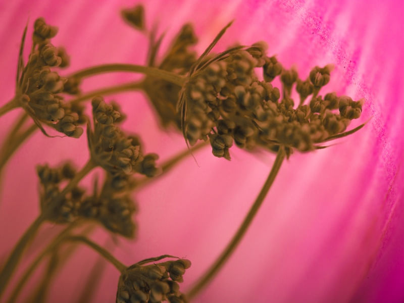 CLOSE - NATURE I (1)