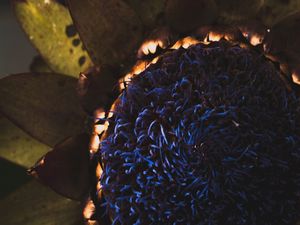CLOSE - NATURE I (3)