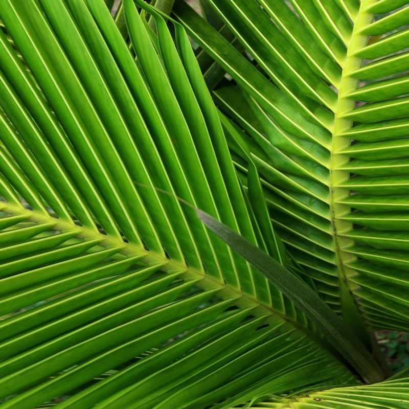 NATUREZA VIVA ARTISTA GLORIA RIMES