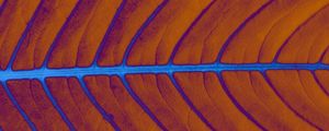 LEAF IN COLOR