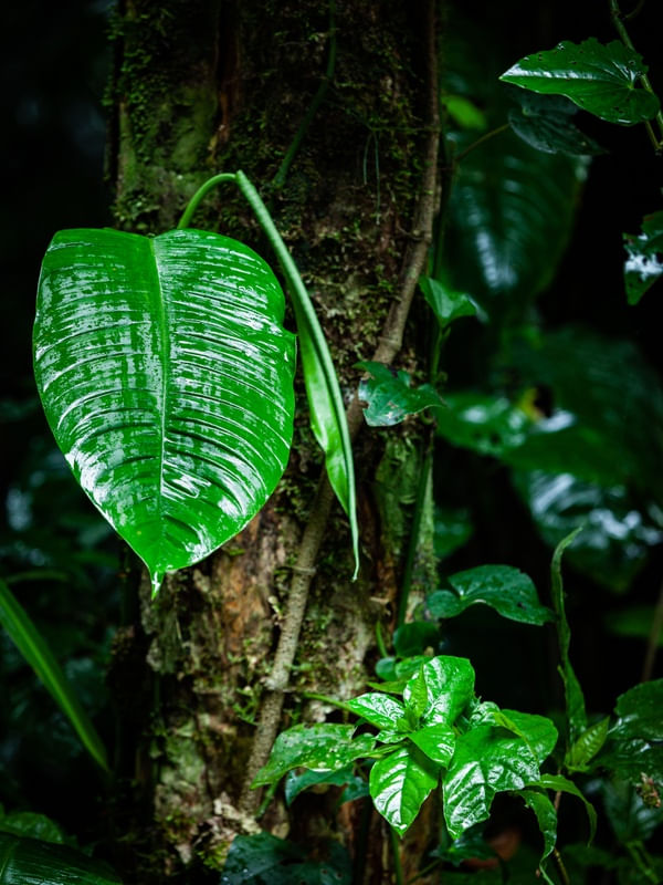 LUGAR QUE TRAZ PAZ, RENOVA ENERGIAS E NOS DEIXA MAIS LEVES