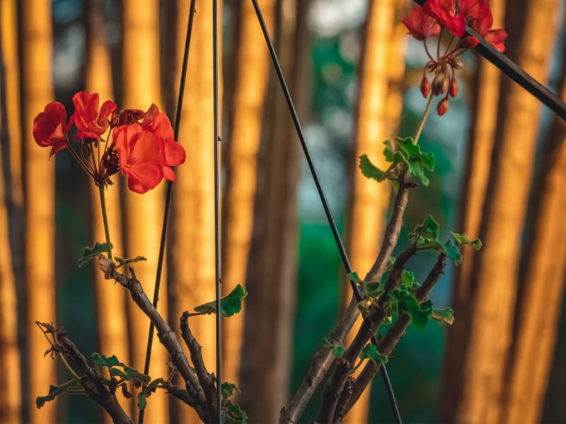 FLORES VERMELHAS _FINAL DE TARDE