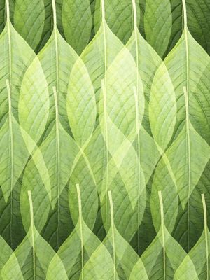 FOLHAS VERDES SOBREPOSTAS