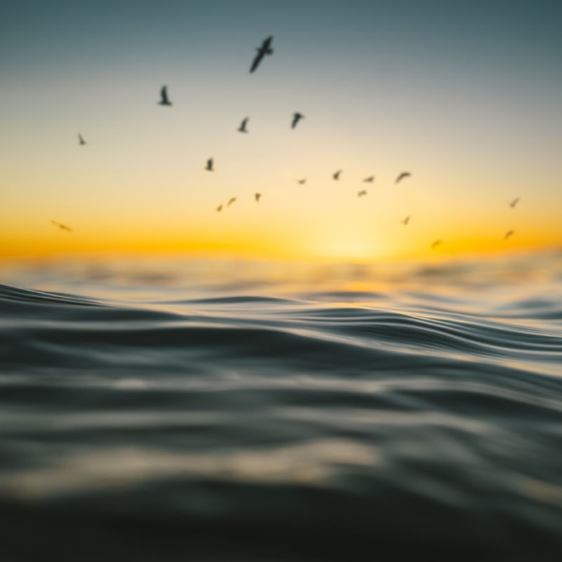 SEA BIRDS RIO