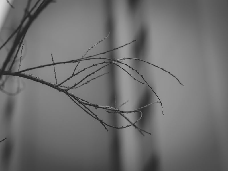 GARRAS DO INVERNO 2