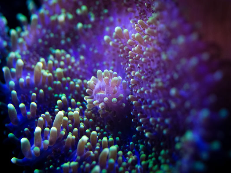 MARINE LIFE SERIES (20)