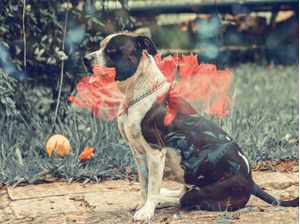 FLOR/ PITBULL