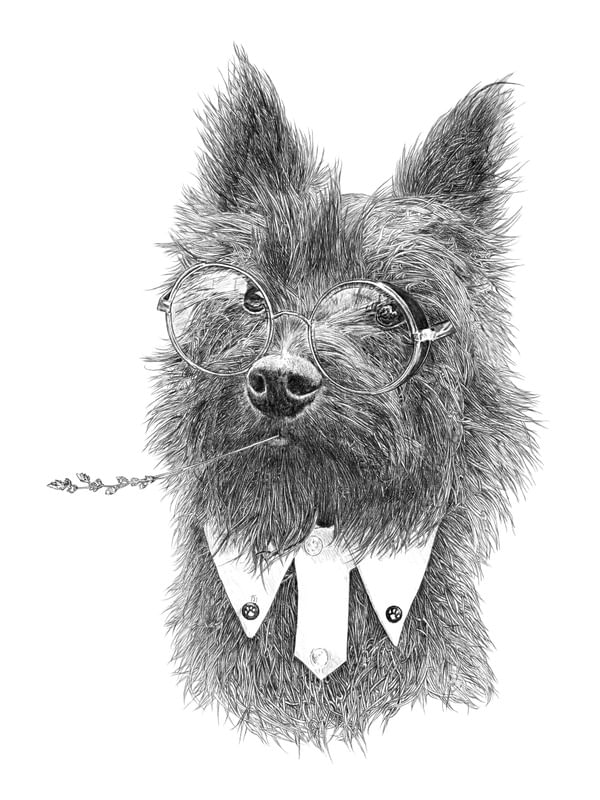 TOTO TERRIER
