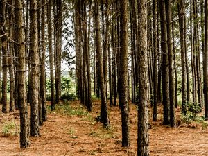 FLORESTA DE EUCALIPTOS_12