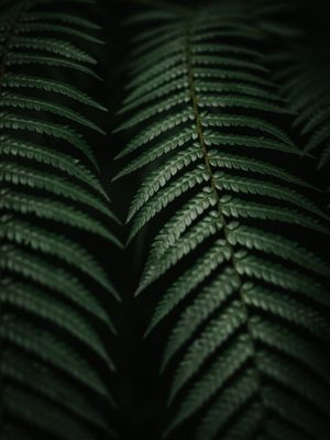 FOLHAS DE SAMAMBAIA 01