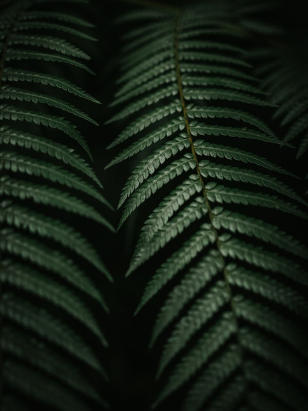 FOLHAS DE SAMAMBAIA 01