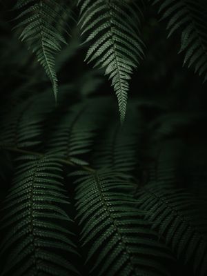 FOLHAS DE SAMAMBAIA