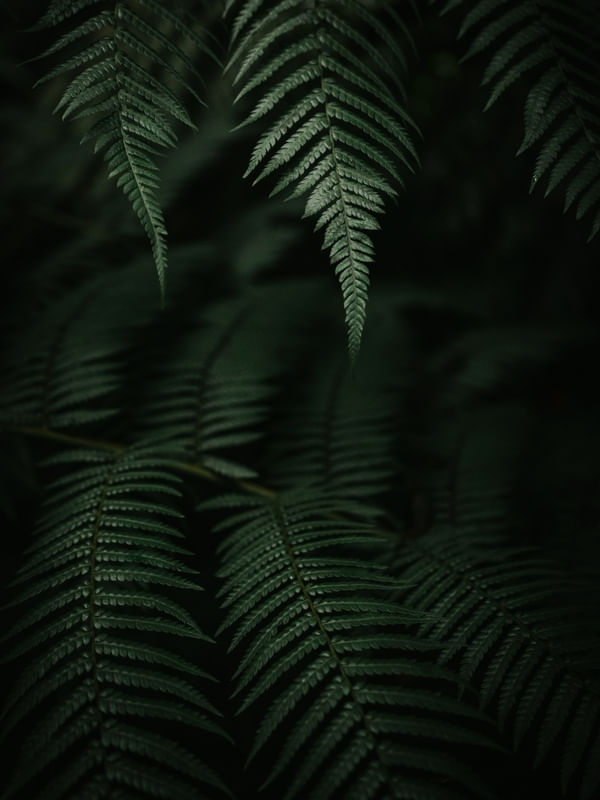 FOLHAS DE SAMAMBAIA