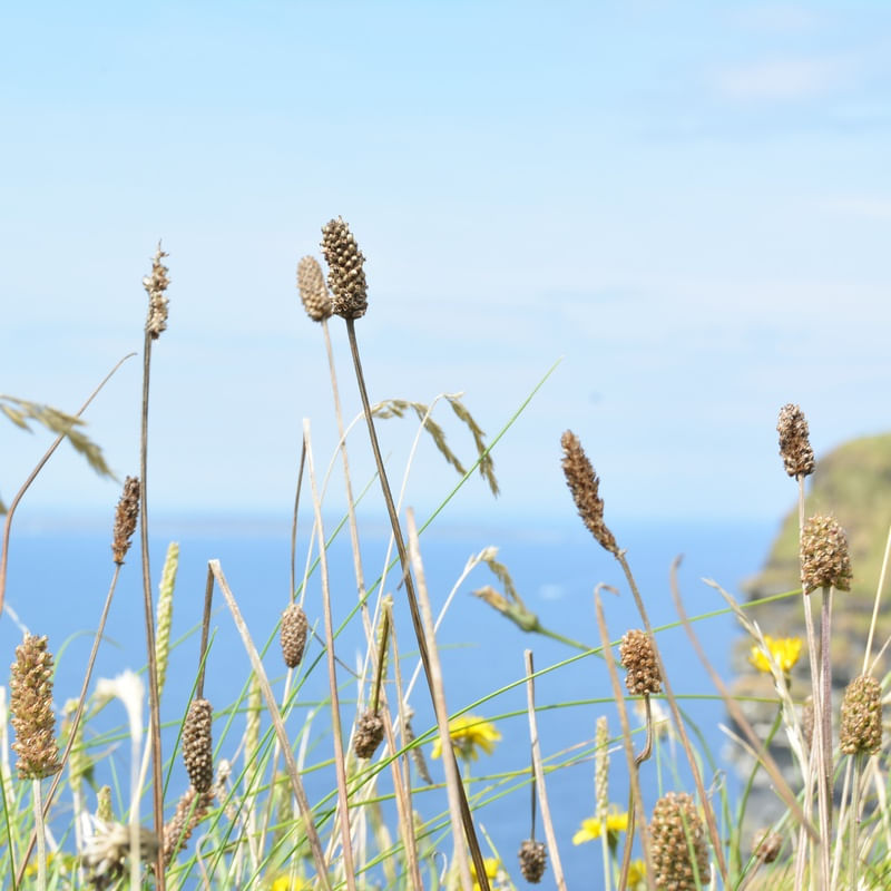 FLOWERS - IRISH CLIFFS I
