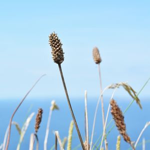 FLOWERS - IRISH CLIFFS II