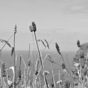 FLOWERS - IRISH CLIFFS III