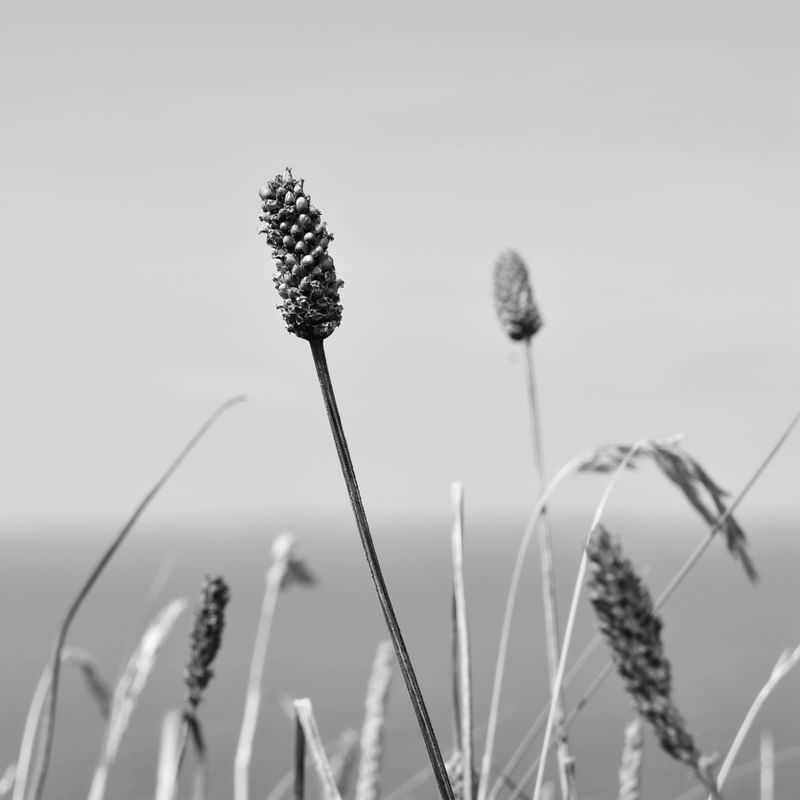 FLOWERS - IRISH CLIFFS IV