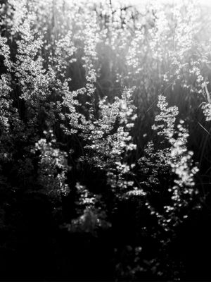 FLORAIS LUMINOSOS
