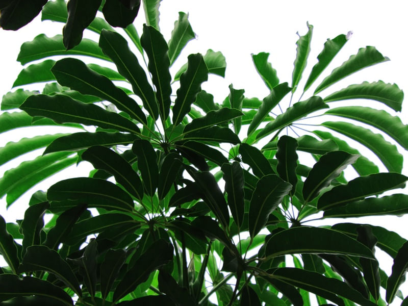 JARDIM ARTISTA GLORIA RIMES