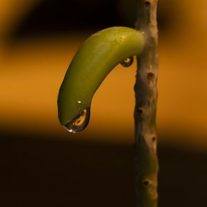 NATURE LUDIC