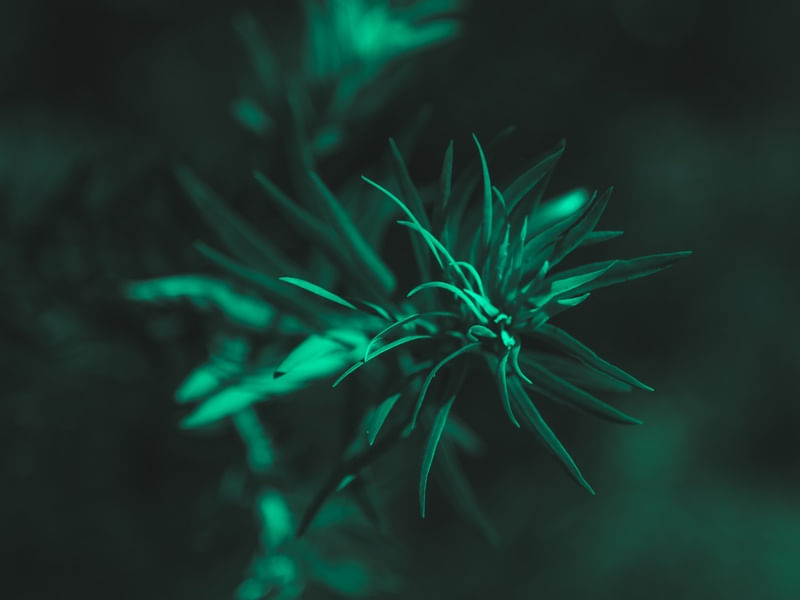 MOOD PLANT 1