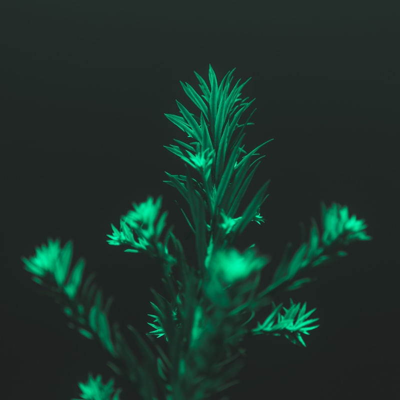 MOOD PLANT 2