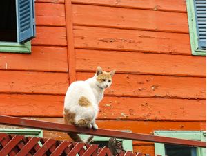 GATO EM CIMA DO PORTÃO