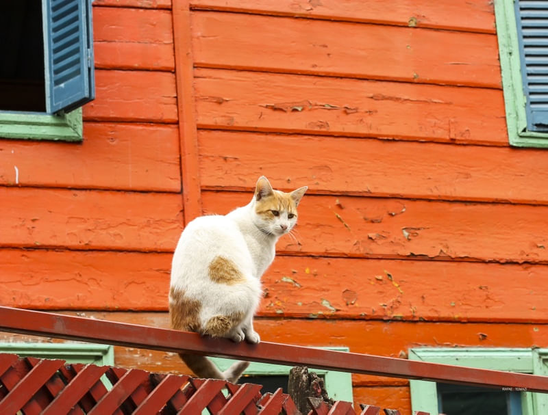 GATO EM CIMA DO PORTÃO