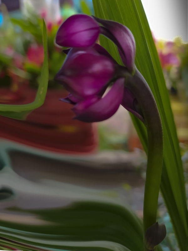 FULÔ