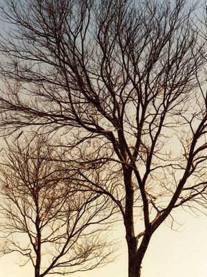 COPAS AO ENTARDECER