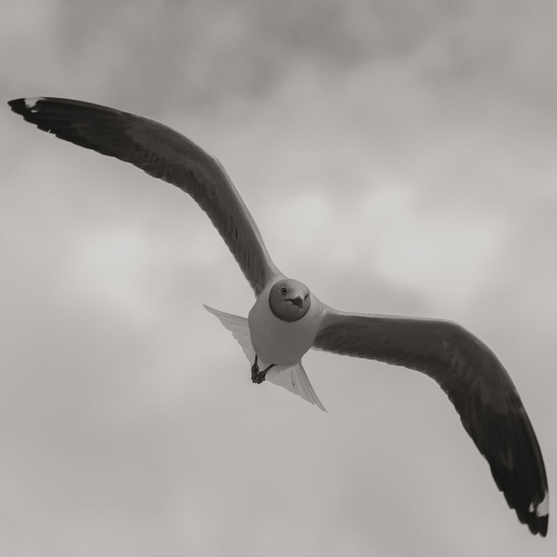 VOO GAIVOTA PRAIA DE GALINHOS_RN_PNW