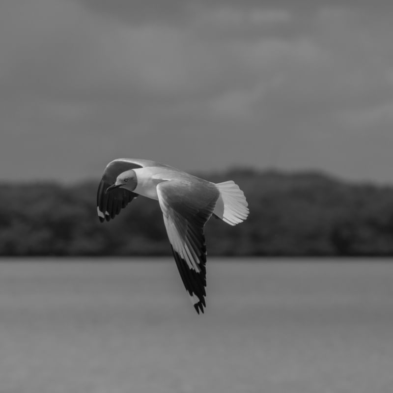 VOO GAIVOTA_II_PRAIA DE GALINHOS_RN_PNW