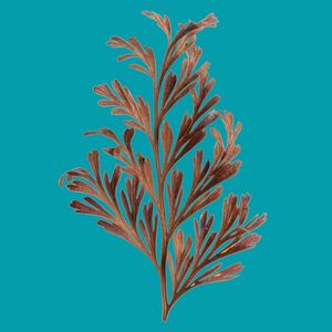 ARABESCOS NATURAIS