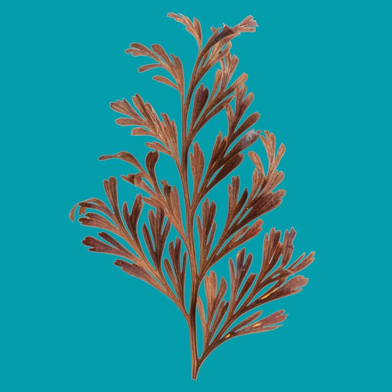 ARABESCOS NATURAIS